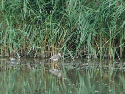 Thumbnail of White Tailed Lapwing